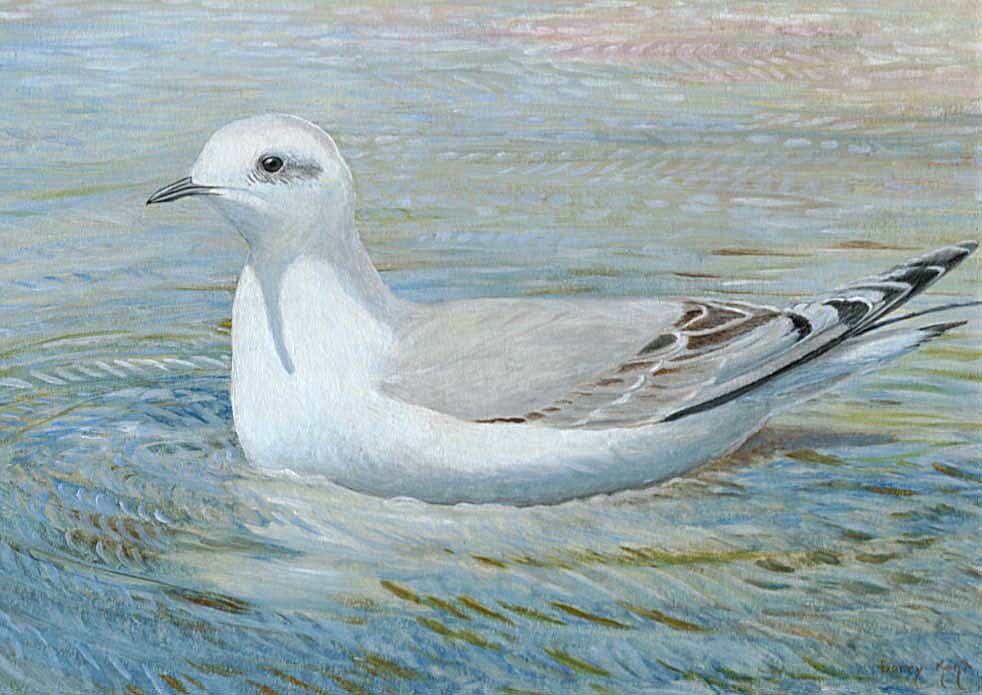 Mouette de Ross