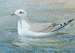 Mouette de Ross