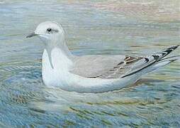 Ross's Gull