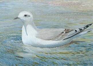 Mouette de Ross