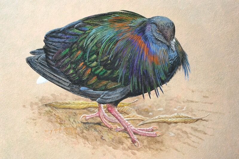 Nicobar Pigeon