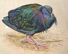 Nicobar Pigeon