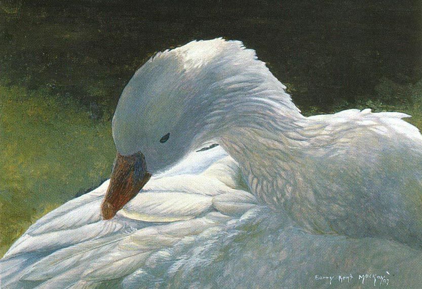 Ross's Goose