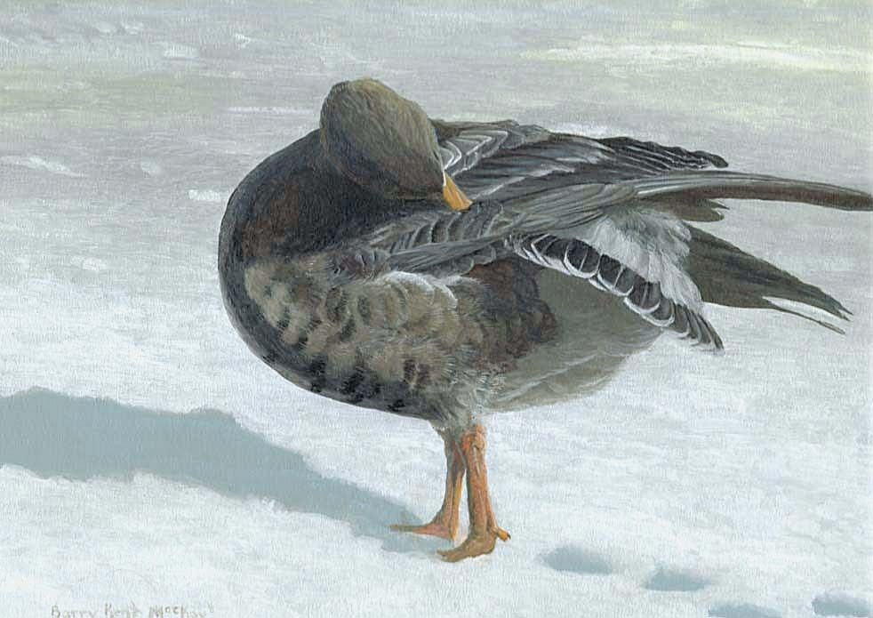 Greater White-fronted Goose