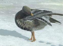 Greater White-fronted Goose