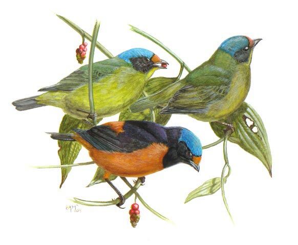 Hispaniolan Euphonia