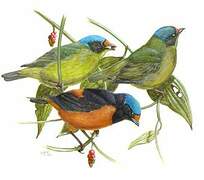 Antillean Euphonia