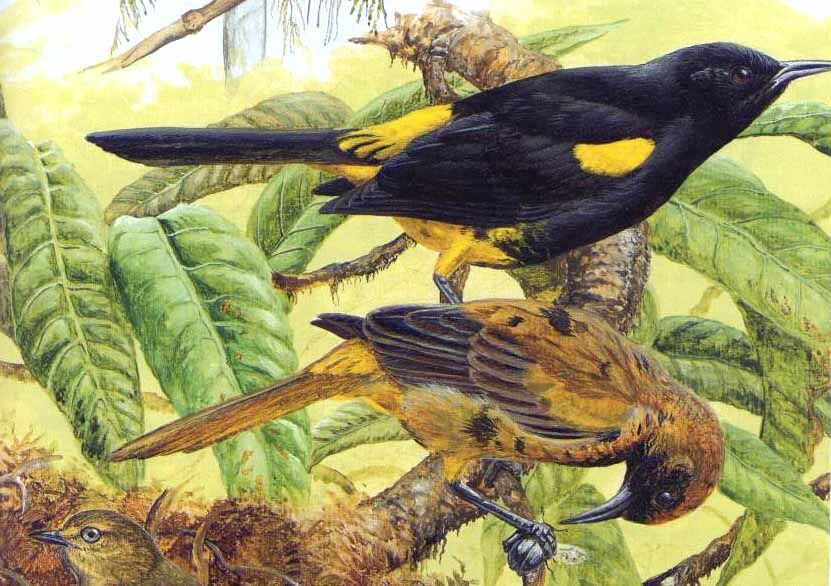 Hispaniolan Oriole