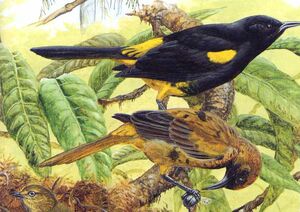Oriole d'Hispaniola