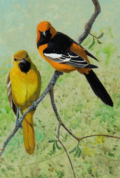 Oriole masqué