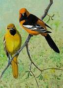 Hooded Oriole