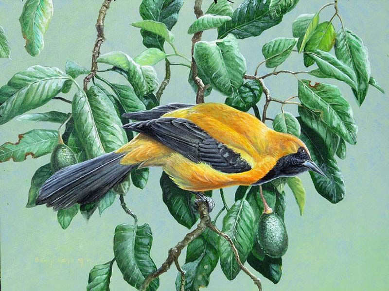 Yellow-backed Oriole