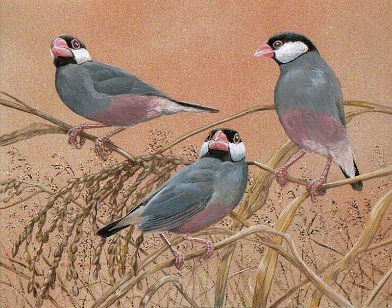 Java Sparrow