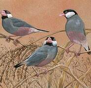 Java Sparrow