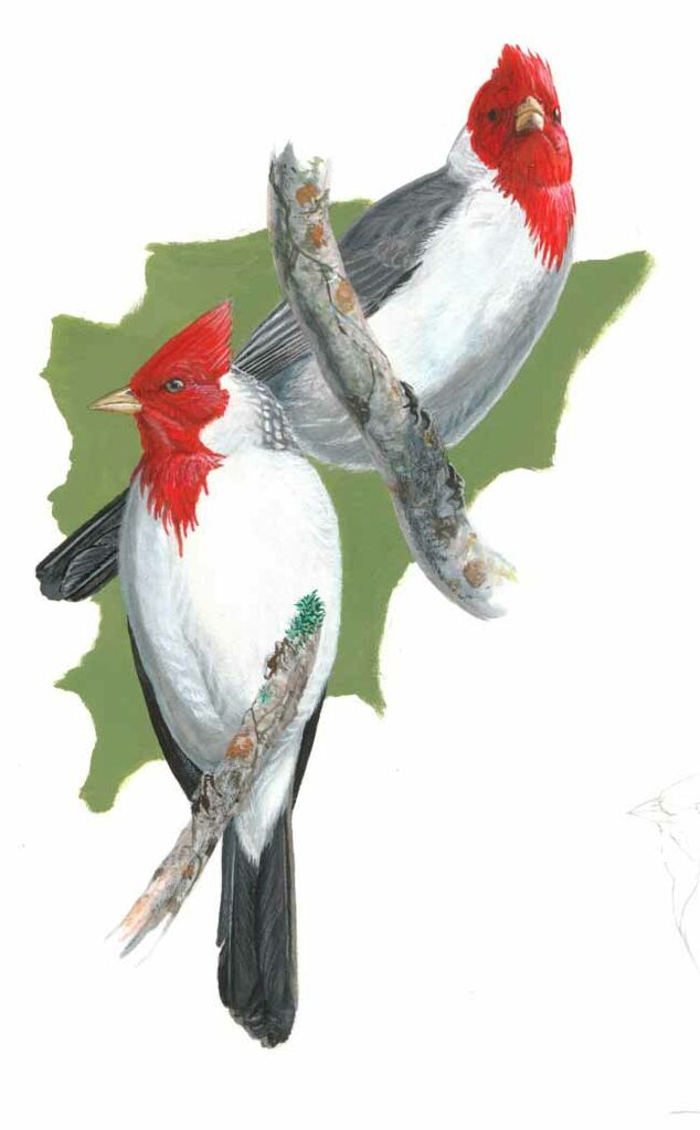 Red-crested Cardinal