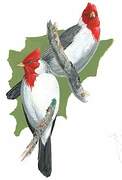 Red-crested Cardinal