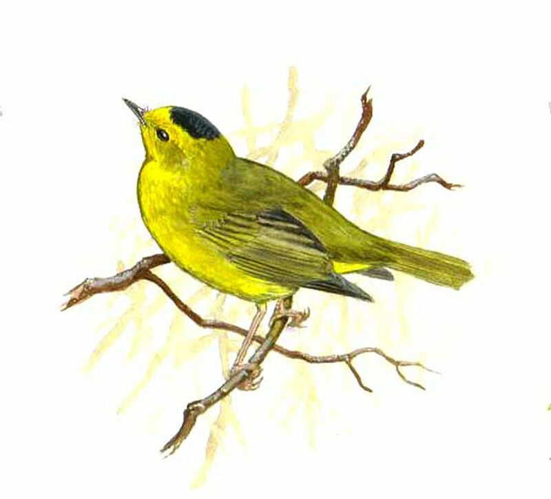 Wilson's Warbler