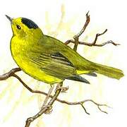 Wilson's Warbler