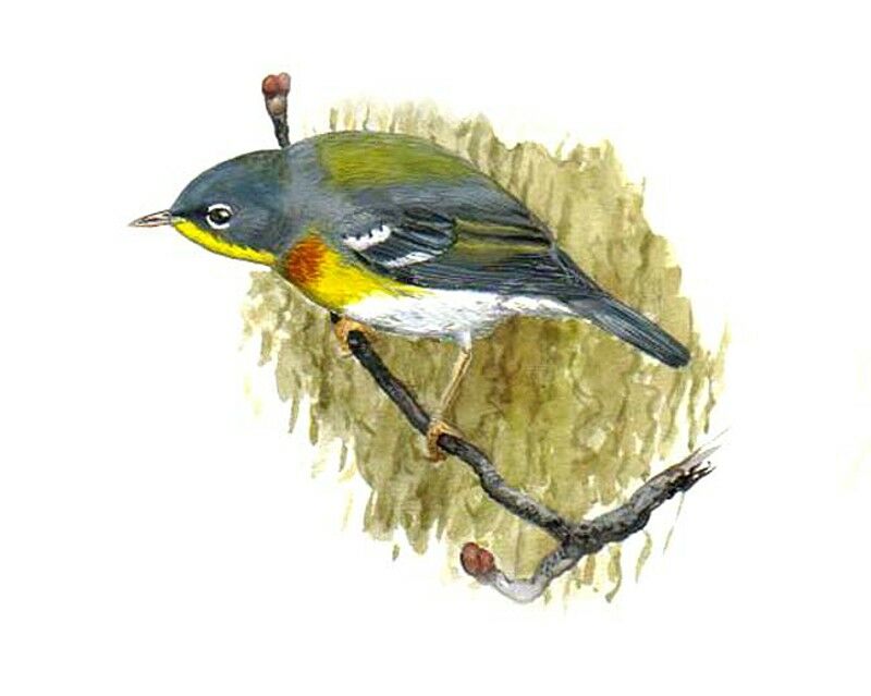 Northern Parula