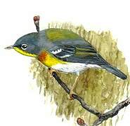 Northern Parula