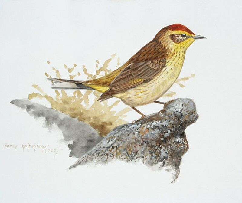 Palm Warbler