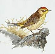 Palm Warbler