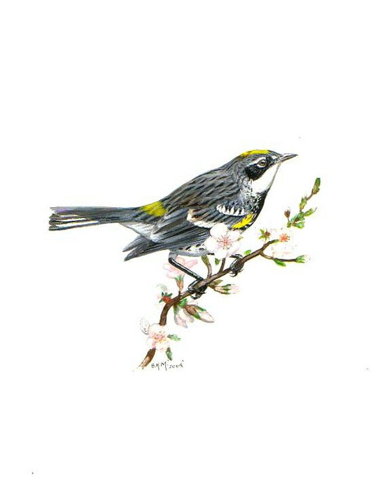 Myrtle Warbler