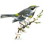 Myrtle Warbler