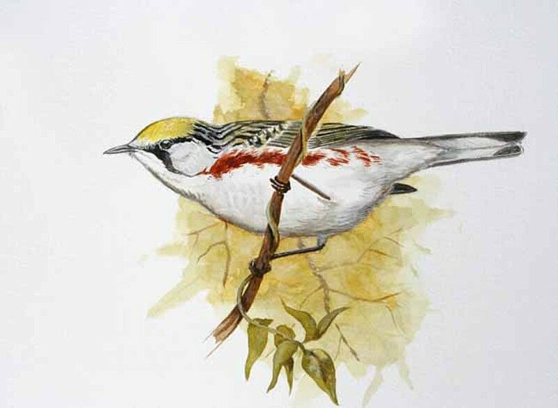 Chestnut-sided Warbler