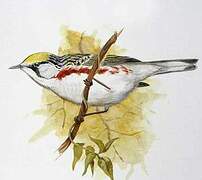 Chestnut-sided Warbler