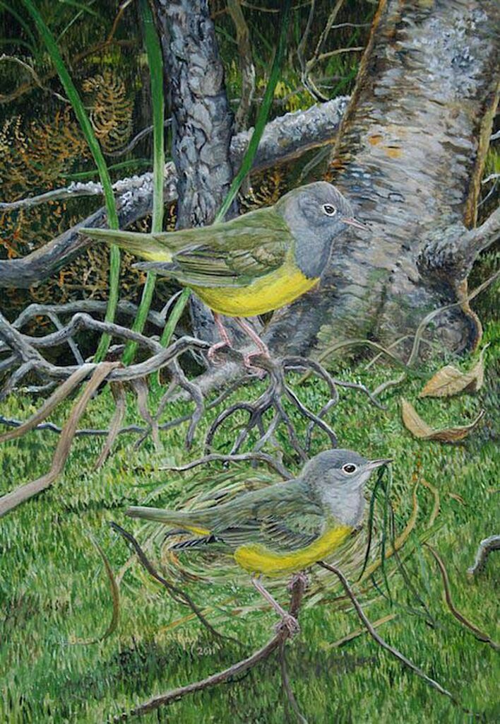 Connecticut Warbler