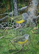 Connecticut Warbler