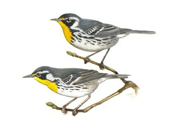 Yellow-throated Warbler