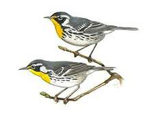 Yellow-throated Warbler