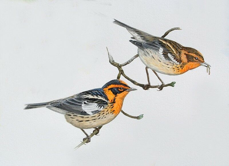 Blackburnian Warbler