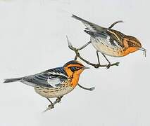 Blackburnian Warbler