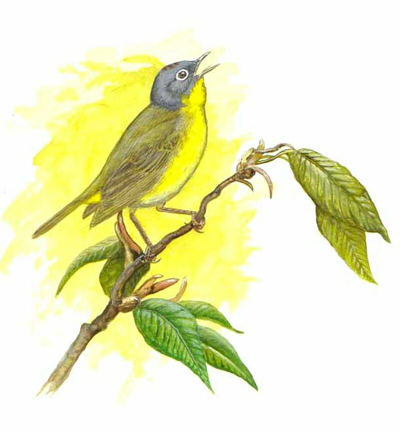 Nashville Warbler