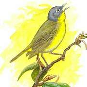 Nashville Warbler