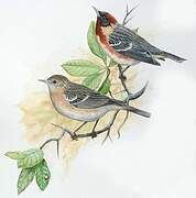 Bay-breasted Warbler