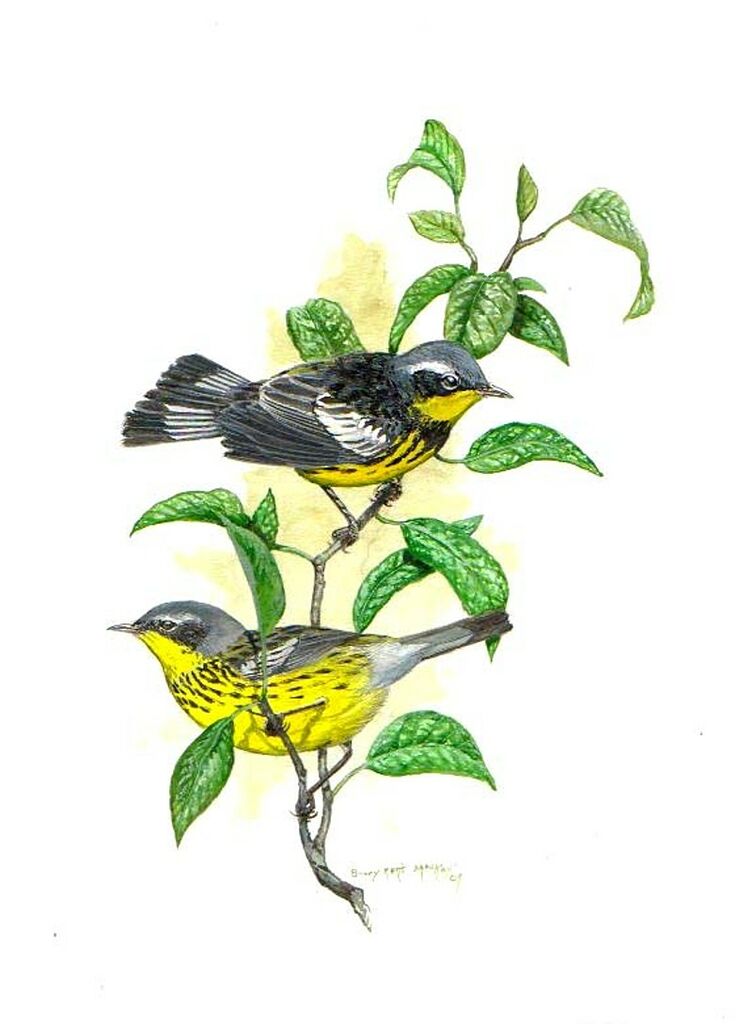 Magnolia Warbler