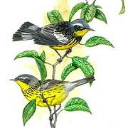 Magnolia Warbler