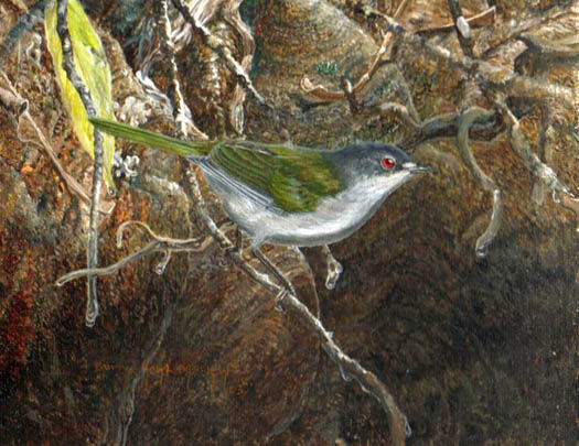 Paruline aux yeux rouges