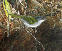 Green-tailed Warbler