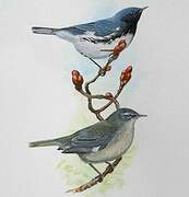 Black-throated Blue Warbler