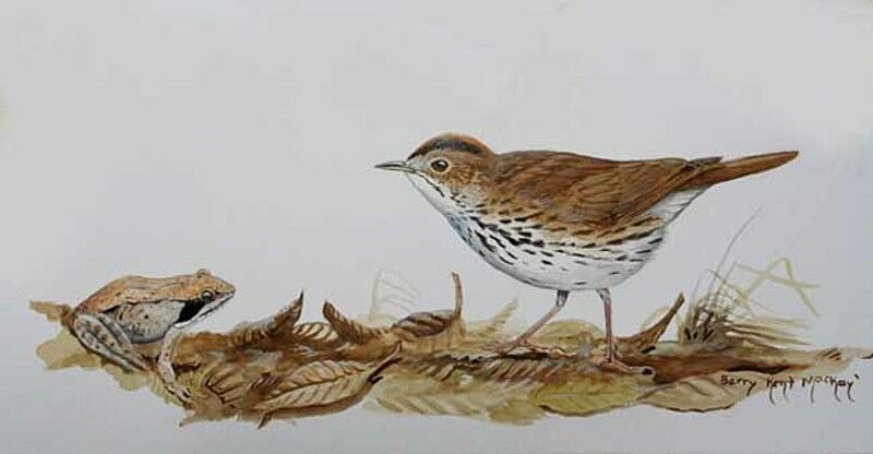 Ovenbird