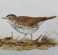 Ovenbird