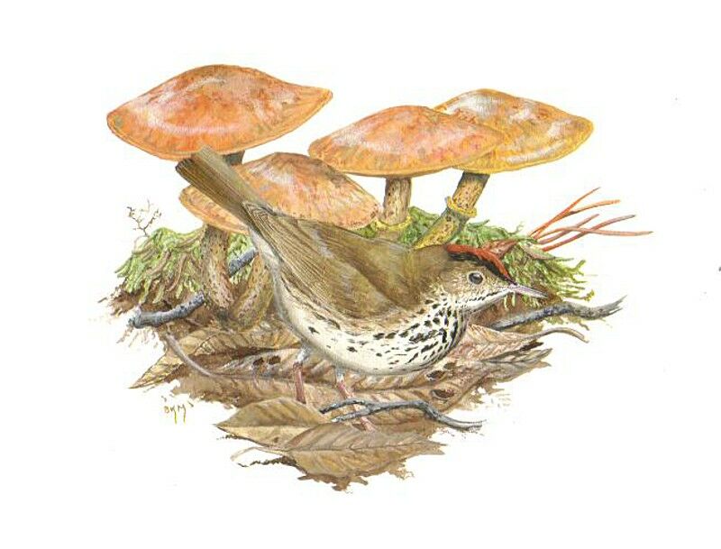 Ovenbird