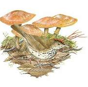 Ovenbird