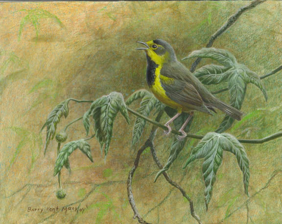 Bachman's Warbler