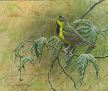 Bachman's Warbler